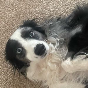 Meet your Posher, Austyn